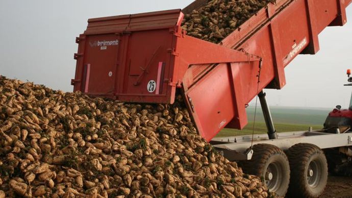 Les rendements en betteraves de la coopérative sucrière Tereos s’échelonnent entre 91,5 t/ha en moyenne dans le Nord-Pas-de-Calais et 82,5 t/ha en moyenne en Champagne. © B. CAILLIEZ